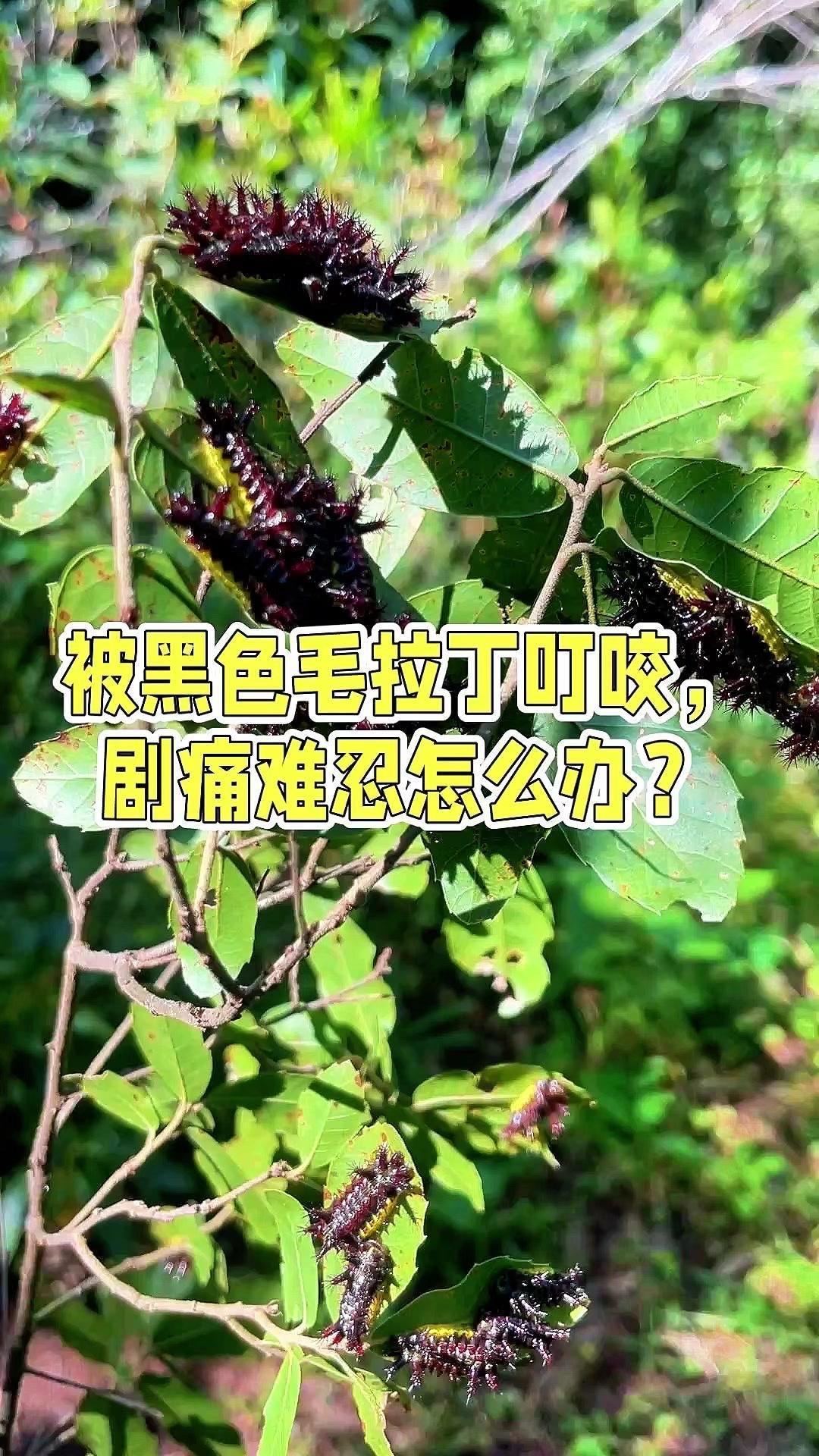 🔥黑色毛辣丁咬伤怎么办？被黑色毛辣丁叮咬后剧痛难忍，这颜色的毒性比一般黄色的更