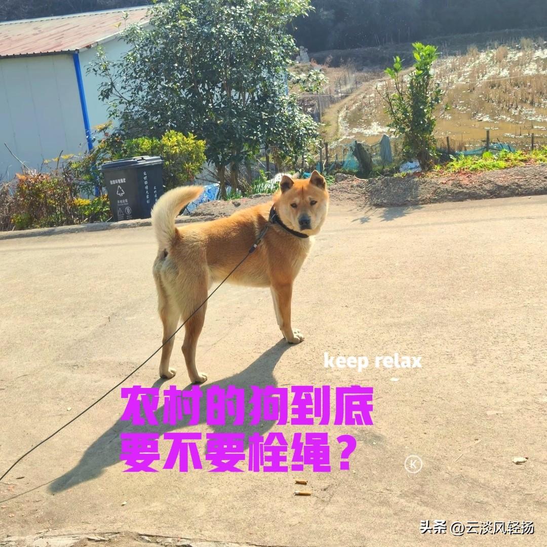四川的一位网友，一年前在网上买了一只中华田园犬，花了两千块钱。网友在城里上班，养
