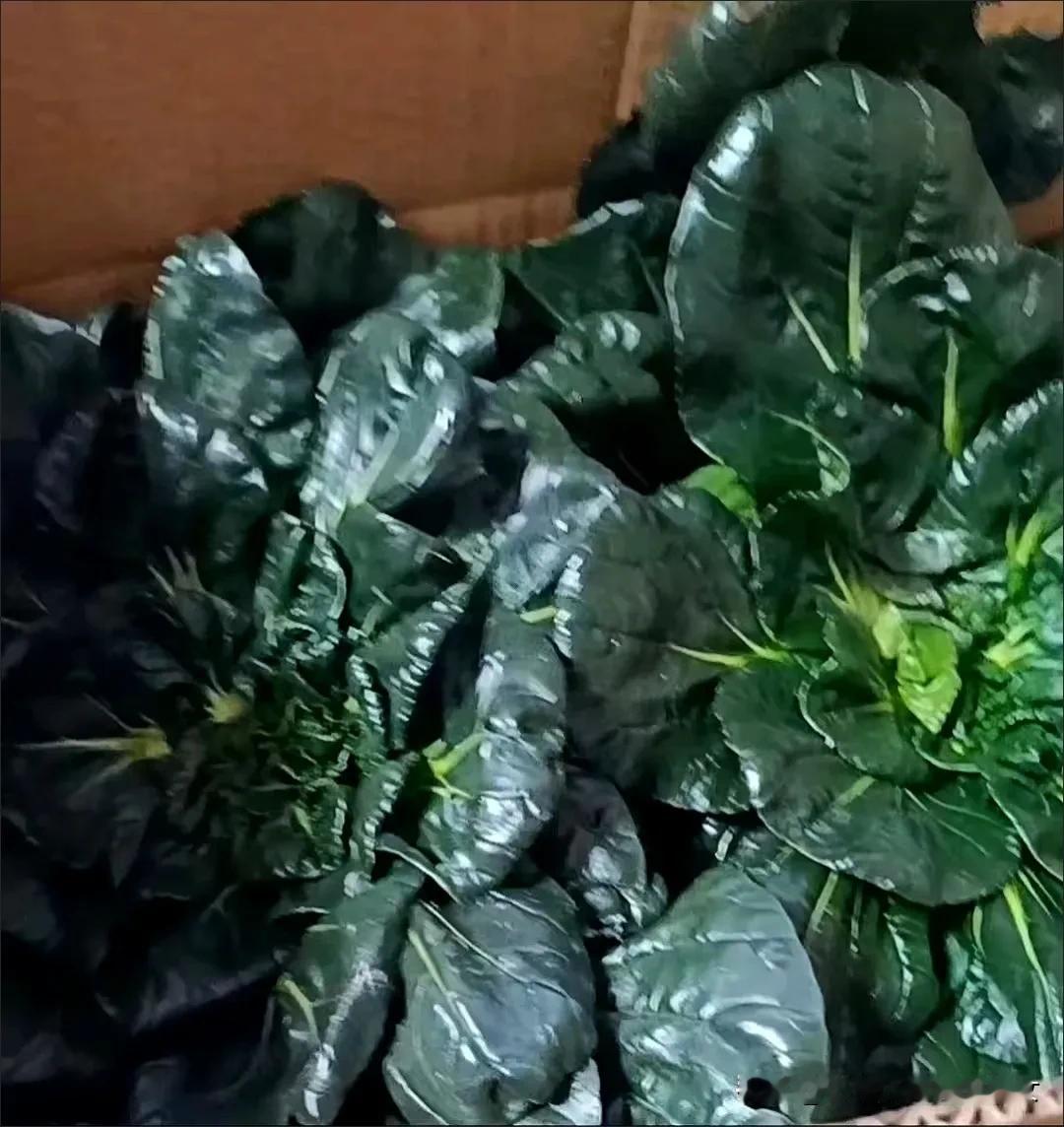 我最爱吃的如皋黑菜，老同学给我寄来的。特别粉特别糯。一上桌就抢着吃，那这不爱吃青