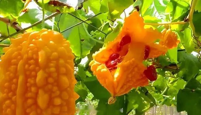 老式水果为何消失了老式水果（国光苹果、本土小樱桃、沙果、绿皮橘、黑皮西瓜等）的消