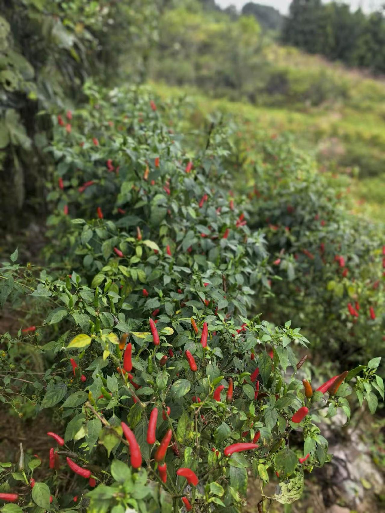 清晨伴着檐下雀鸣自然醒，推开窗就撞进满院草木的清香，院角的月季沾着昨夜的露，田埂