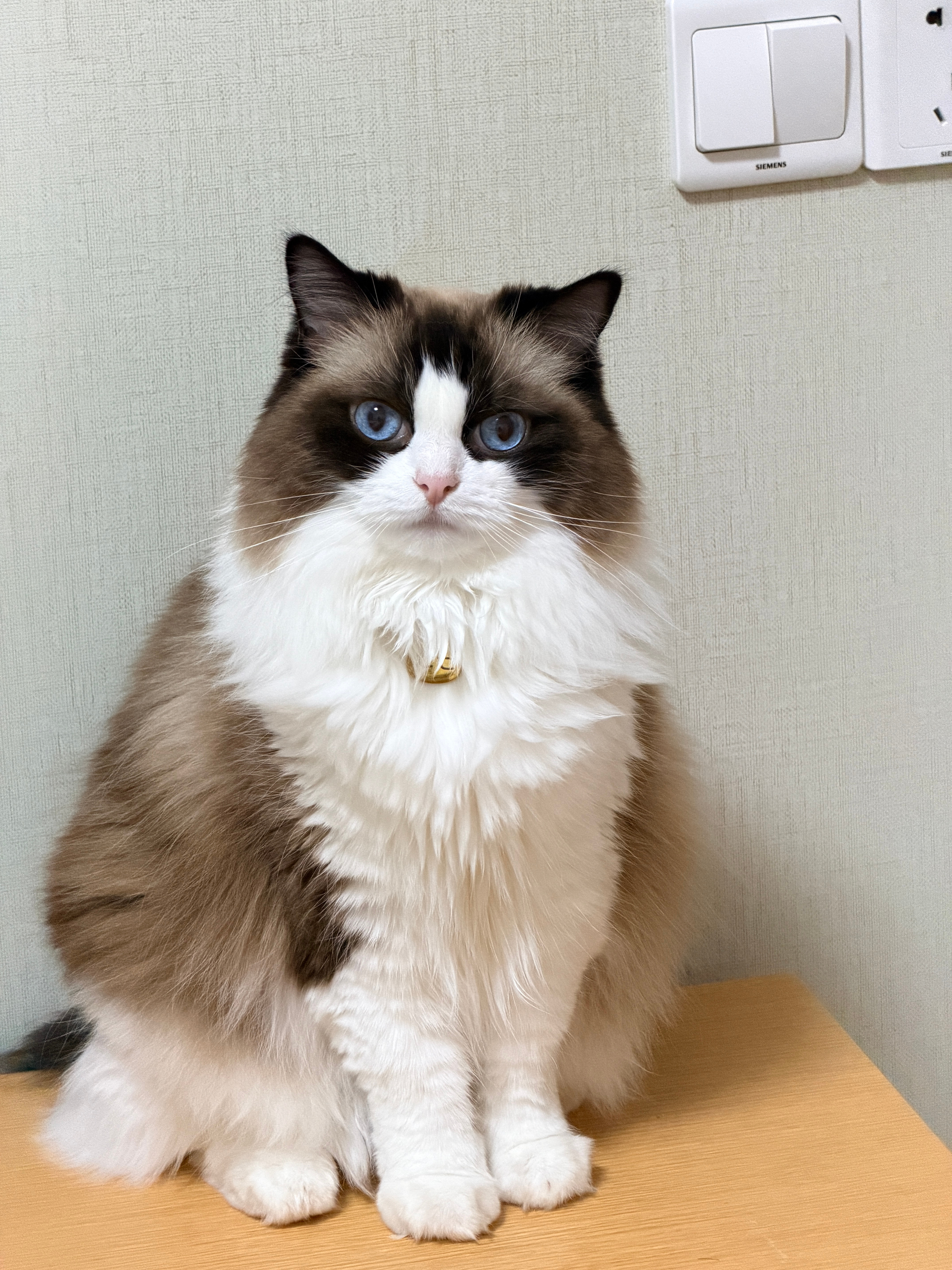 猫儿这个萌呀～[awsl][awsl][awsl] ​​​
