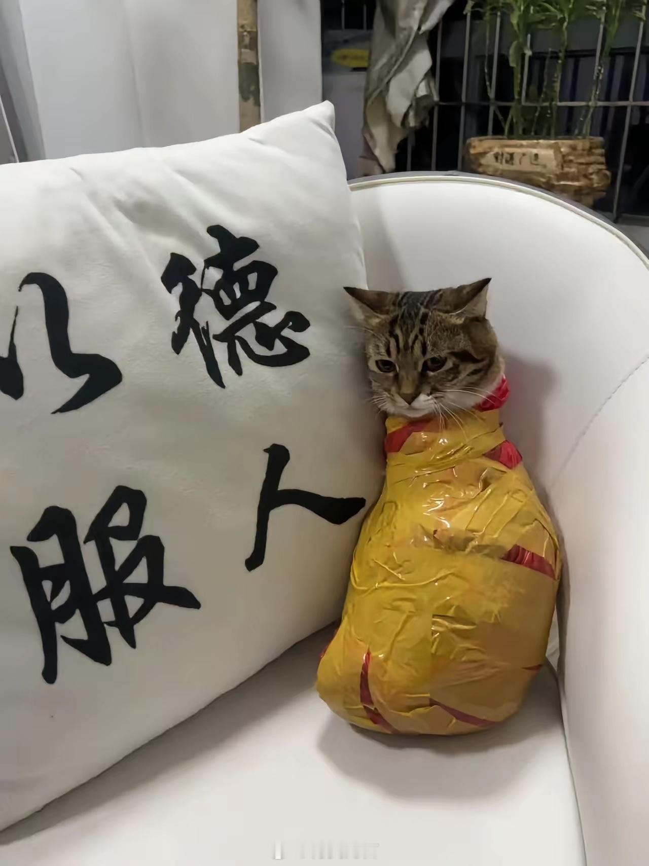 小猫咪总是到处撒尿，只能用这个方法治治它了！ 