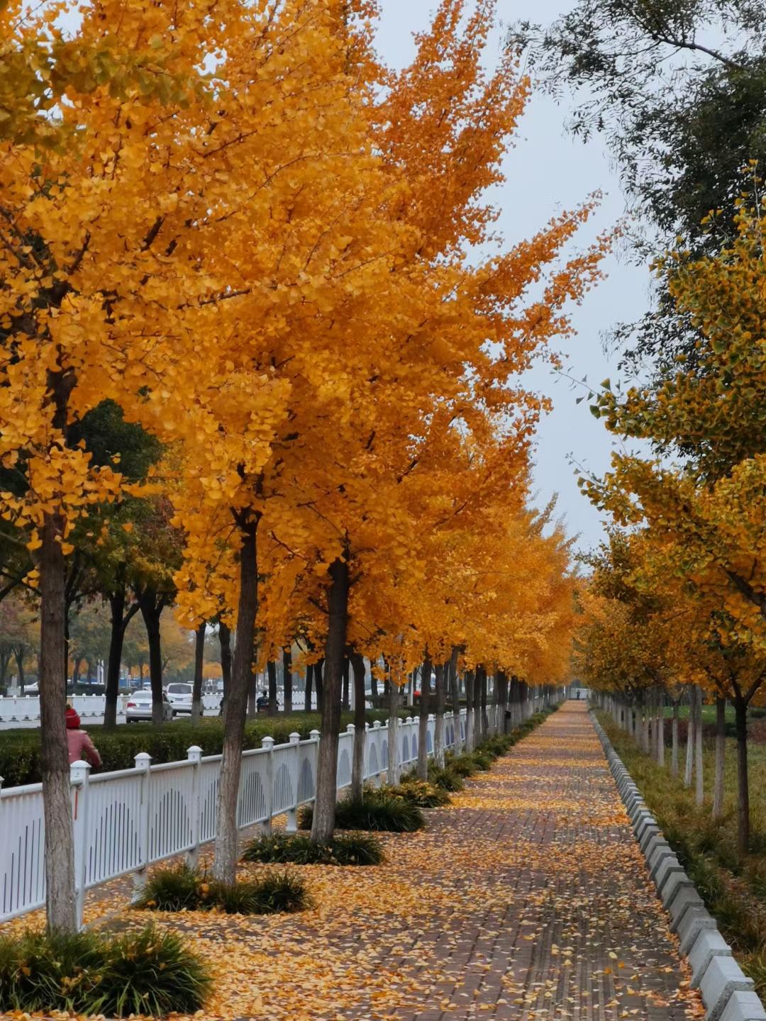#山东#泰安#宁阳#老家#风景