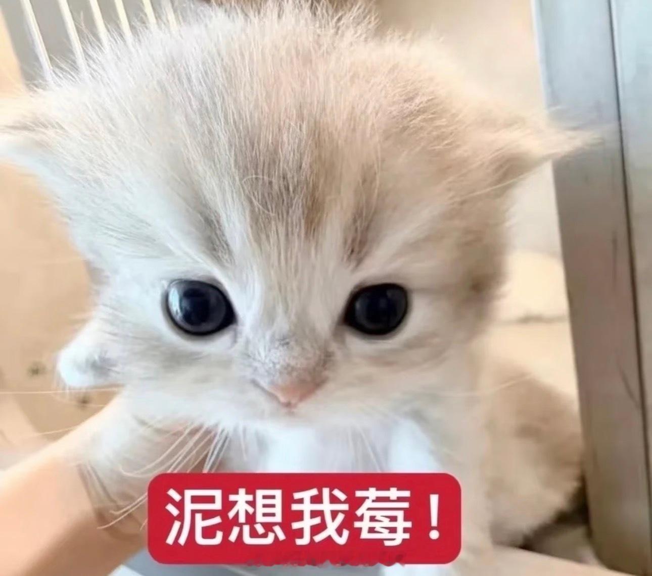 单身的请注意，据说每年8月4号晚上是个脱单的好机会，因为84消独夜。 