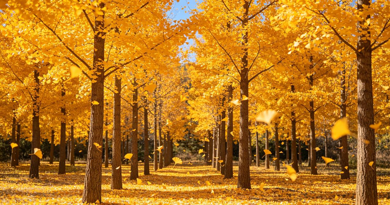 秋日金黄，落叶纷飞，漫步林间，感受大自然的美好。🍂🍁🍂