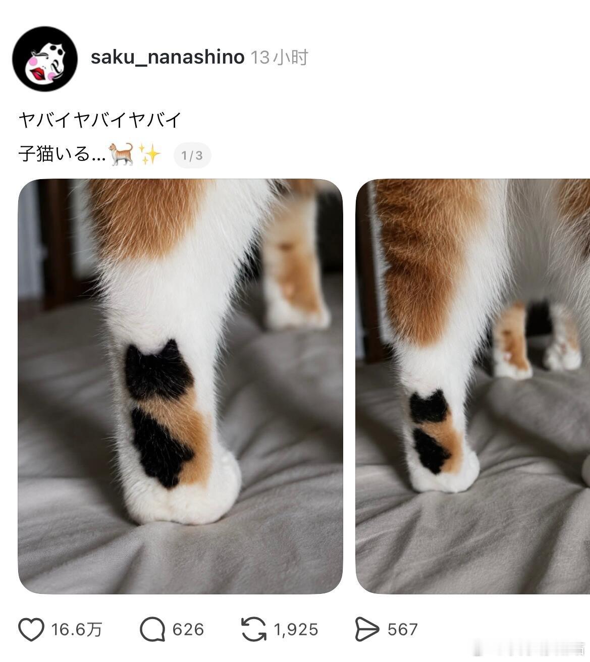 日本网友家小猫脚上的花纹也是一只小猫|||p3是花臂小猫 