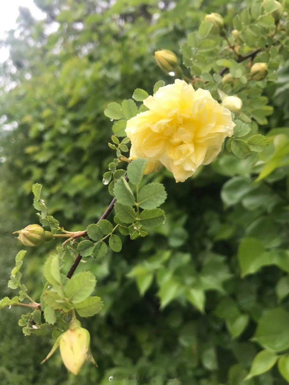 清晨推开窗，雨后空气清新得像被大自然偷偷洗过！深吸一口，整个人都神清气爽。更巧的