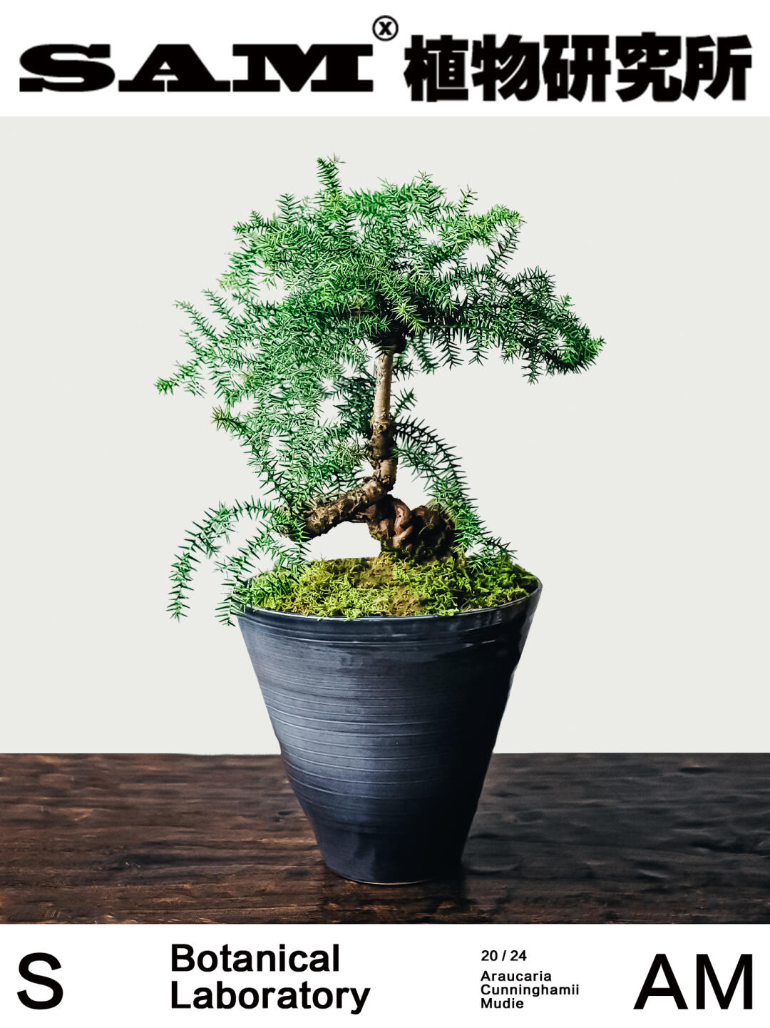 南洋杉｜Araucaria Cunninghamii Mudie