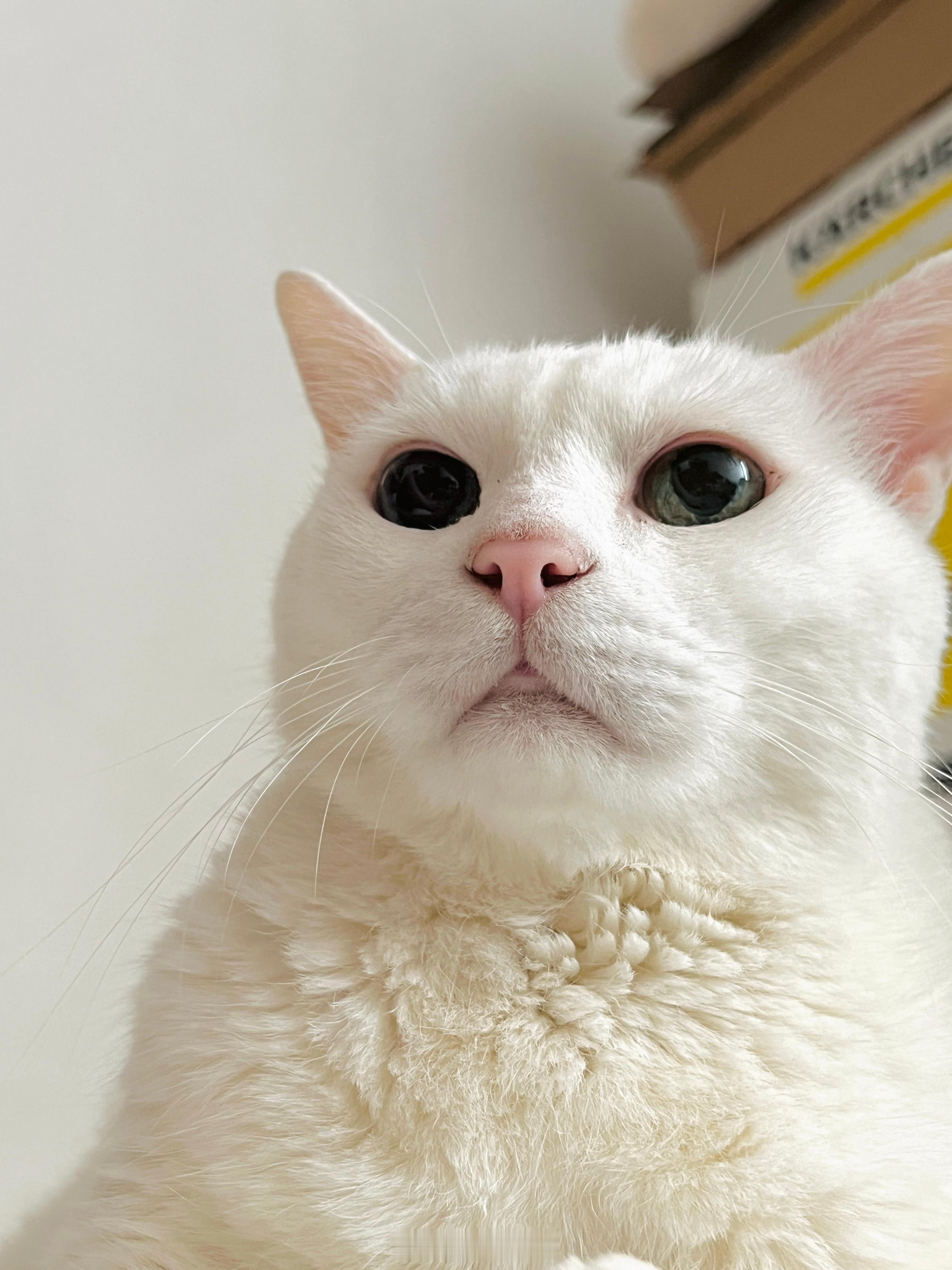 準備起身被老寶伸出手手壓住大腿🙂‍↕️只好繼續坐著 ​​​