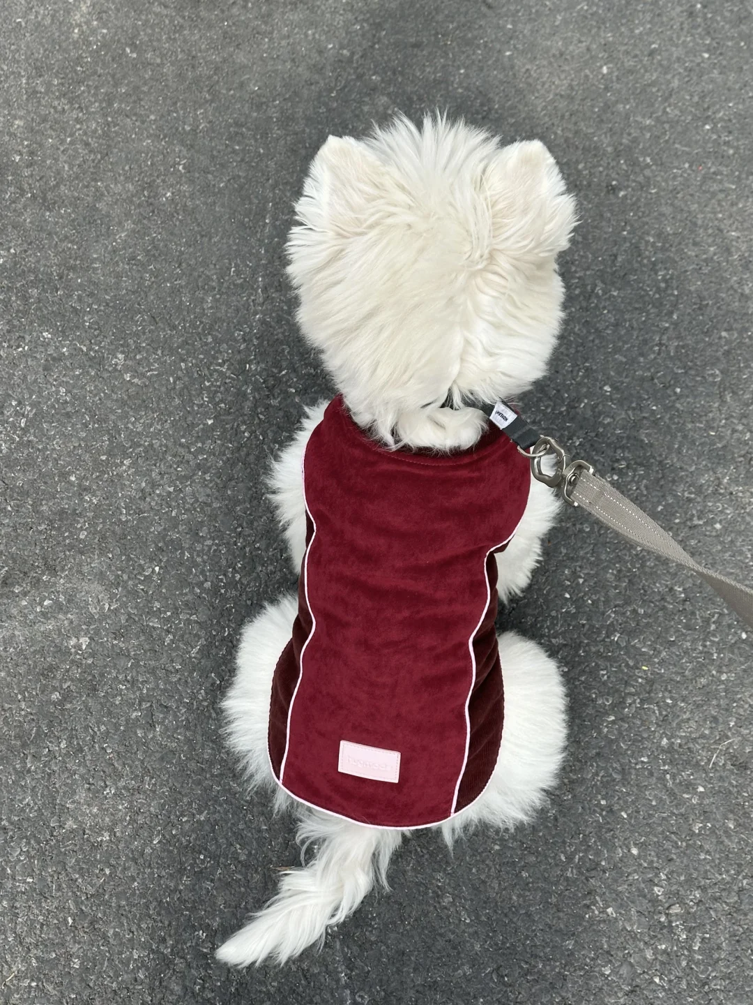 小狗的新中式新年战袍来噜🧨