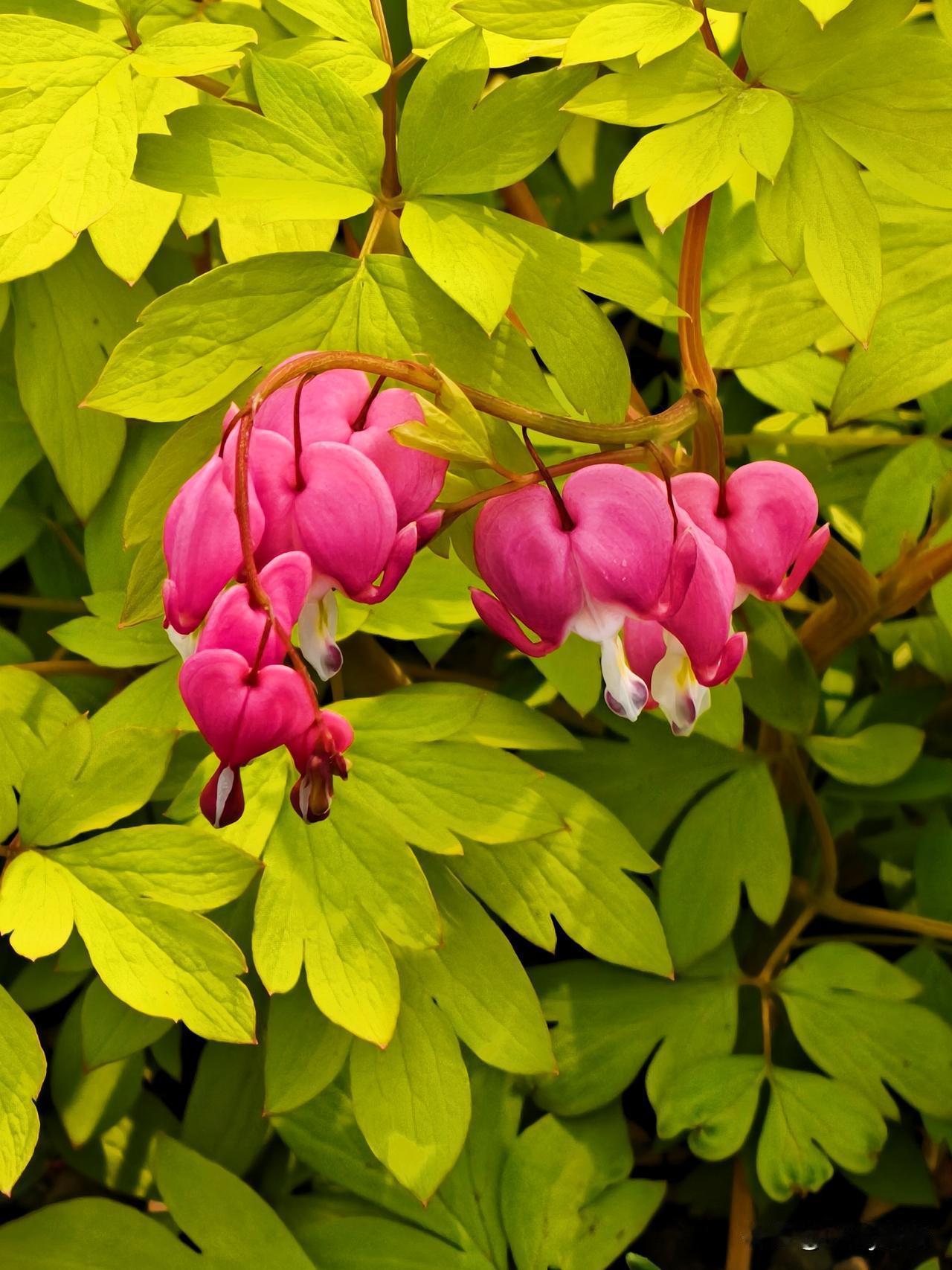 七绝·荷包牡丹
一串玲珑缀翠枝，芳心暗绾寄相思。
不与群芳争艳色，独悬心事待君知