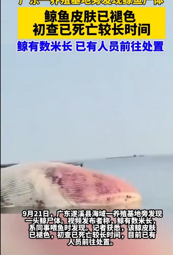 “揪心一幕！”广东湛江一处海产养殖基地，工作人员喂鱼时发现，一头数米长的须鲸尸体