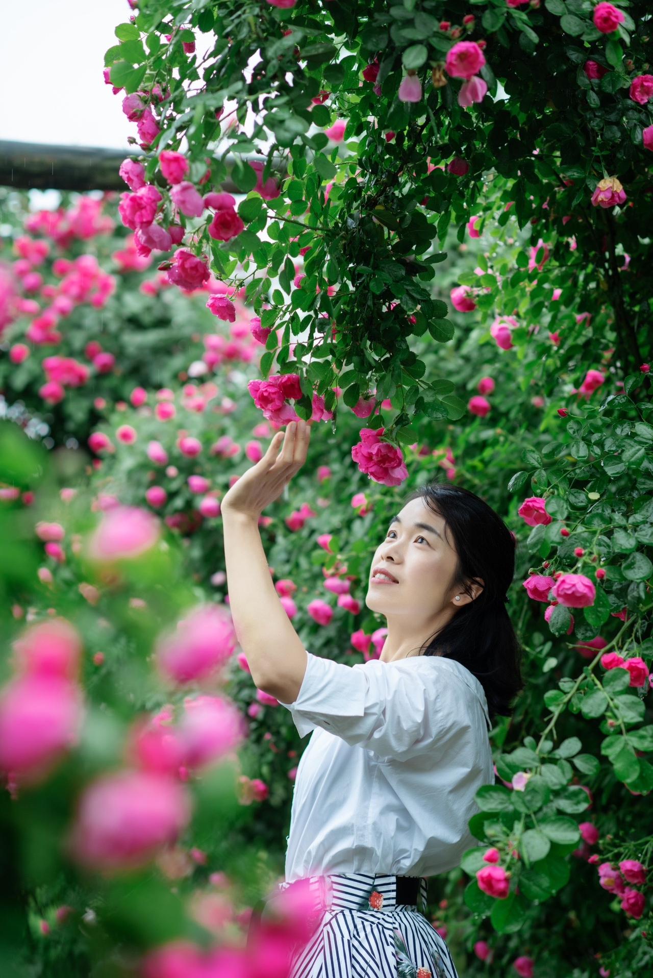 怎么会不开心呢，蔷薇花开得那么美，遇到的人都那么好！
纵使世界偶尔凉薄，内心仍要