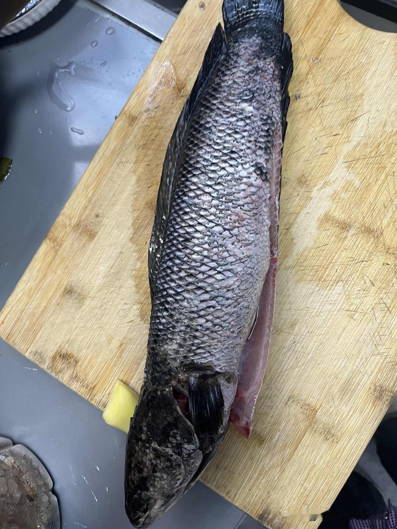 隔壁有位项目部经理，可能自幼生在东台水乡，对抓鱼尤其酷爱。已经近五十的人，却每天