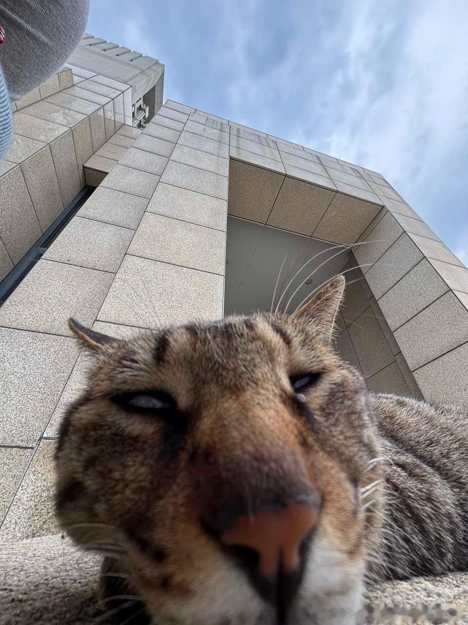 49329【丑猫】假寐中 