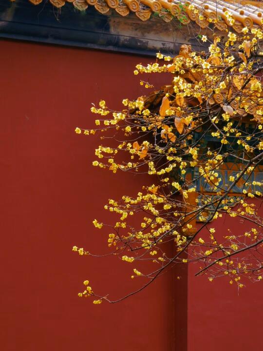 不是北京是南京‼️红宫墙蜡梅黄美哭😭