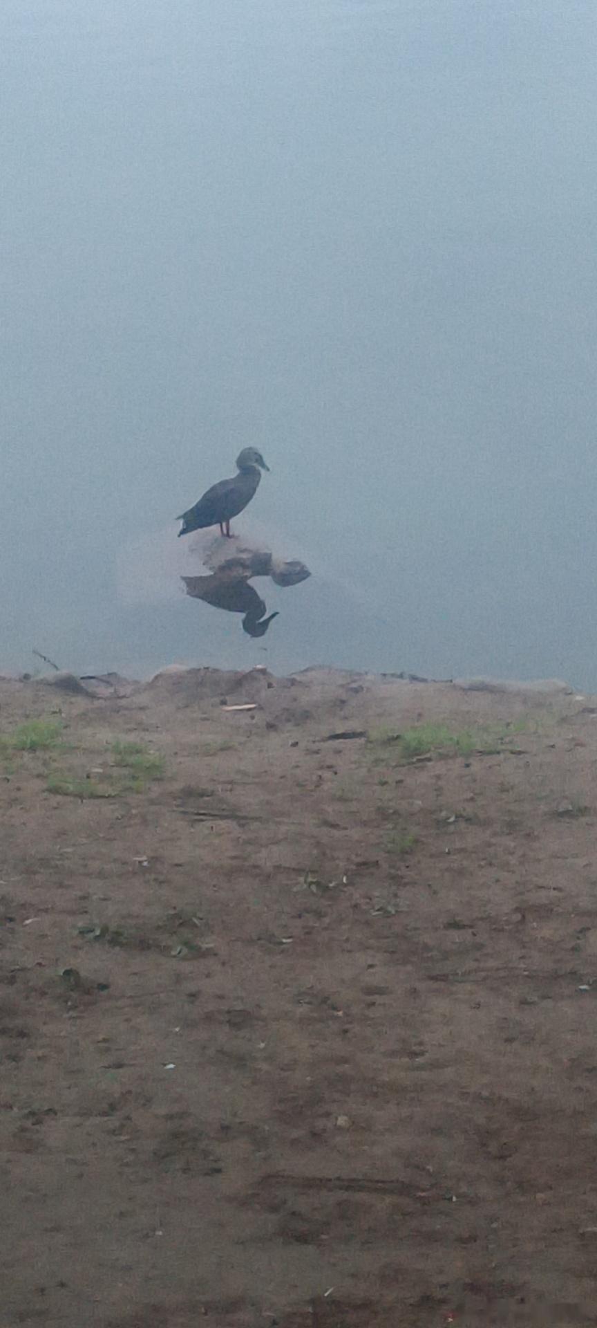 真正的强者，从不把拳头挥向弱者；真正的智者，从不把精力耗在计较。 
