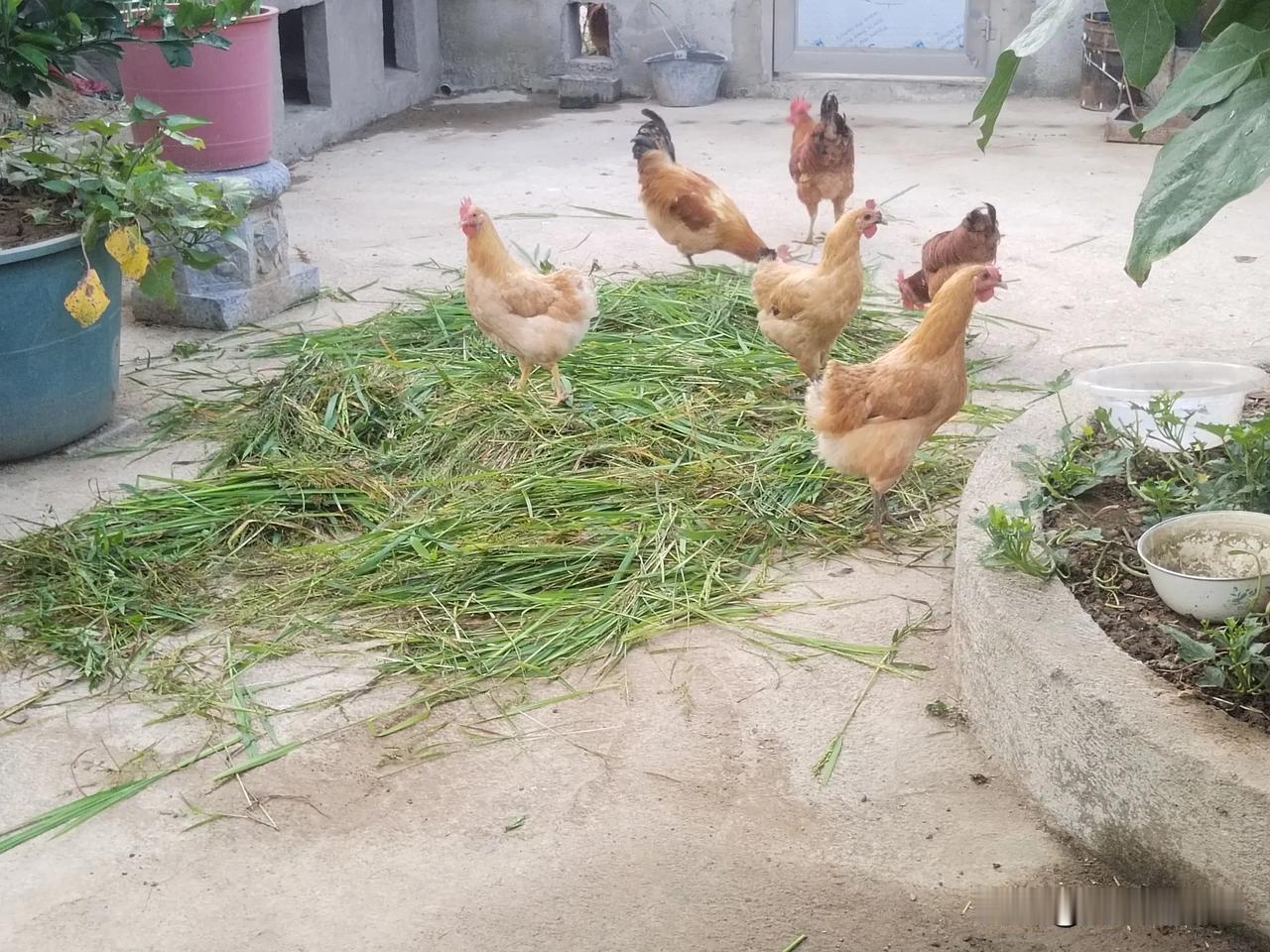 早晨，去割了一些草回来喂鱼。我发现草已结籽，尤其是稗草。
我想直接扔进塘里可惜了