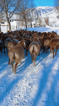 这什么鹿，屁股那么吸引人。
一年能生几次仔。
这视频，不能给印度人知道。
不然他