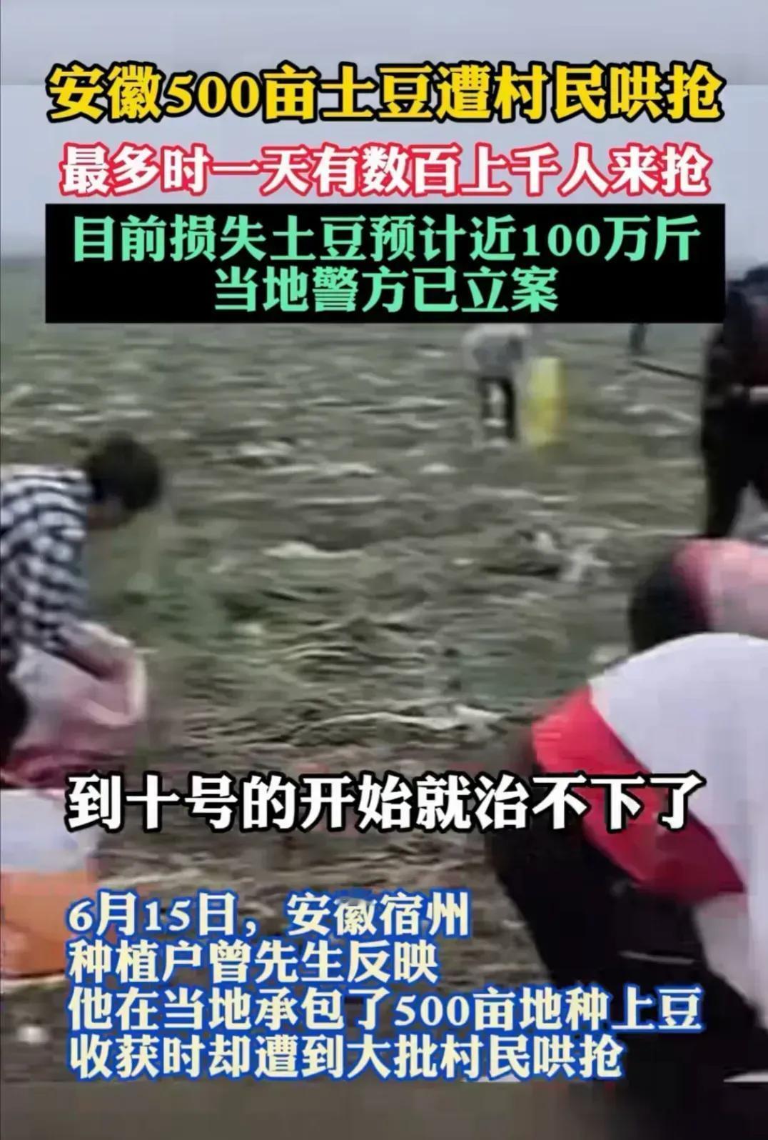 500亩土豆遭哄抢，该不该曝光？
2025年了，还发生这种事情。太令人震惊！
我