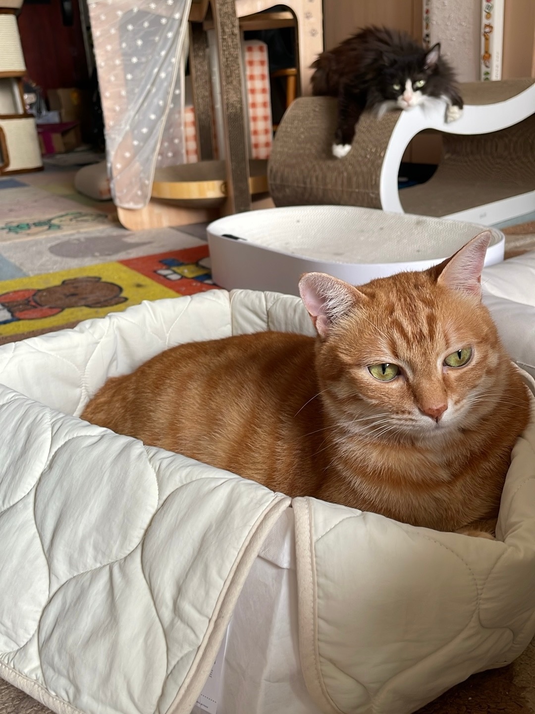 小猪回栏了 