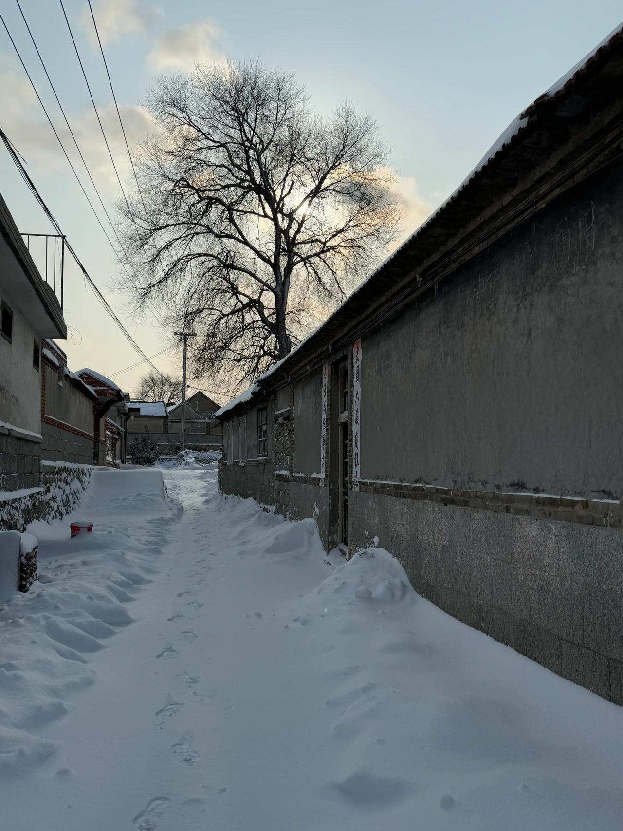 胶东的冬，一场大雪结束了盛年。
          五谷丰登，人畜兴旺，在这里都