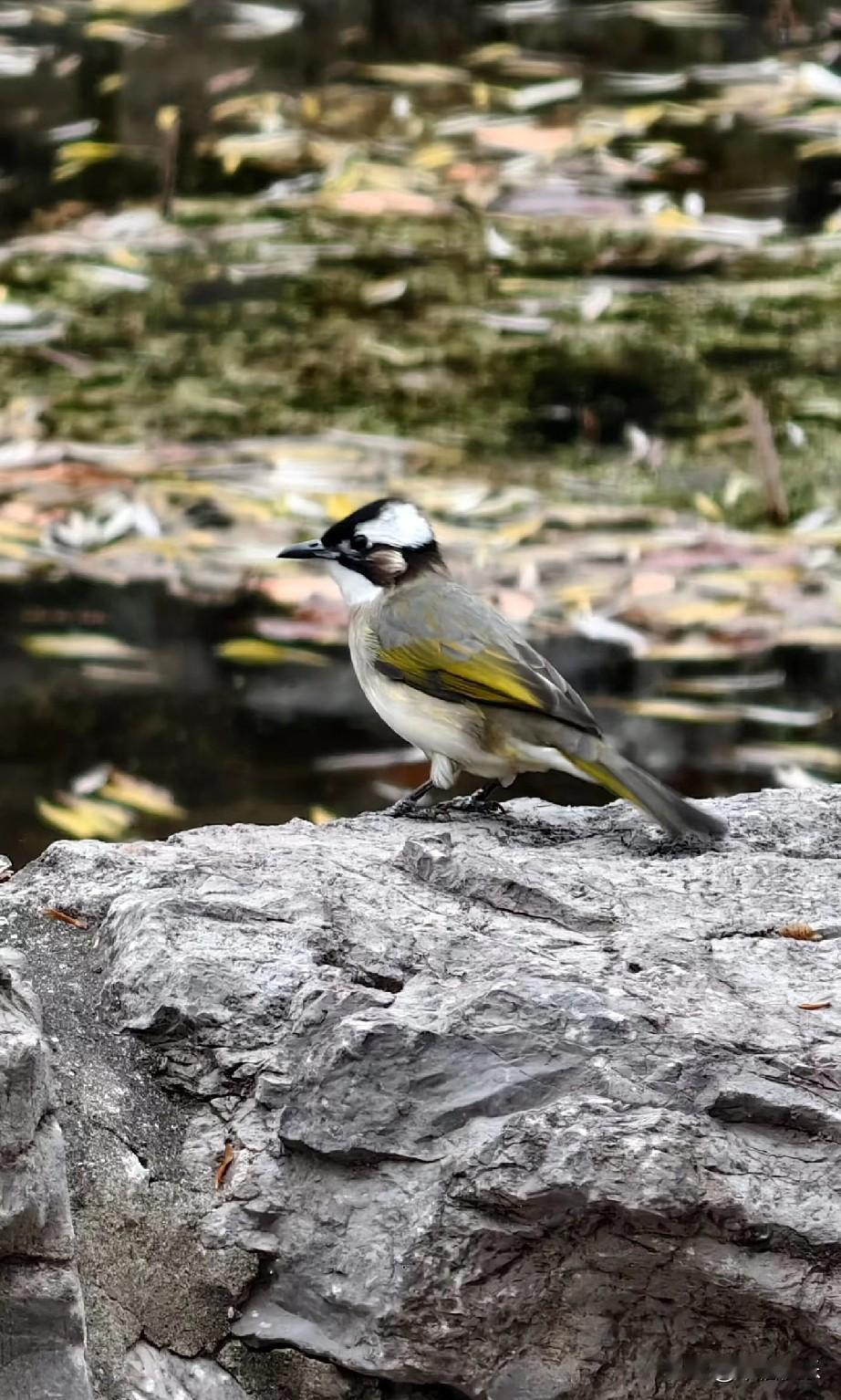 2026.01.18
——深耕，复盘


尚太转债被股东配售了71.71%，网上