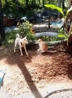 狗子放大招了..