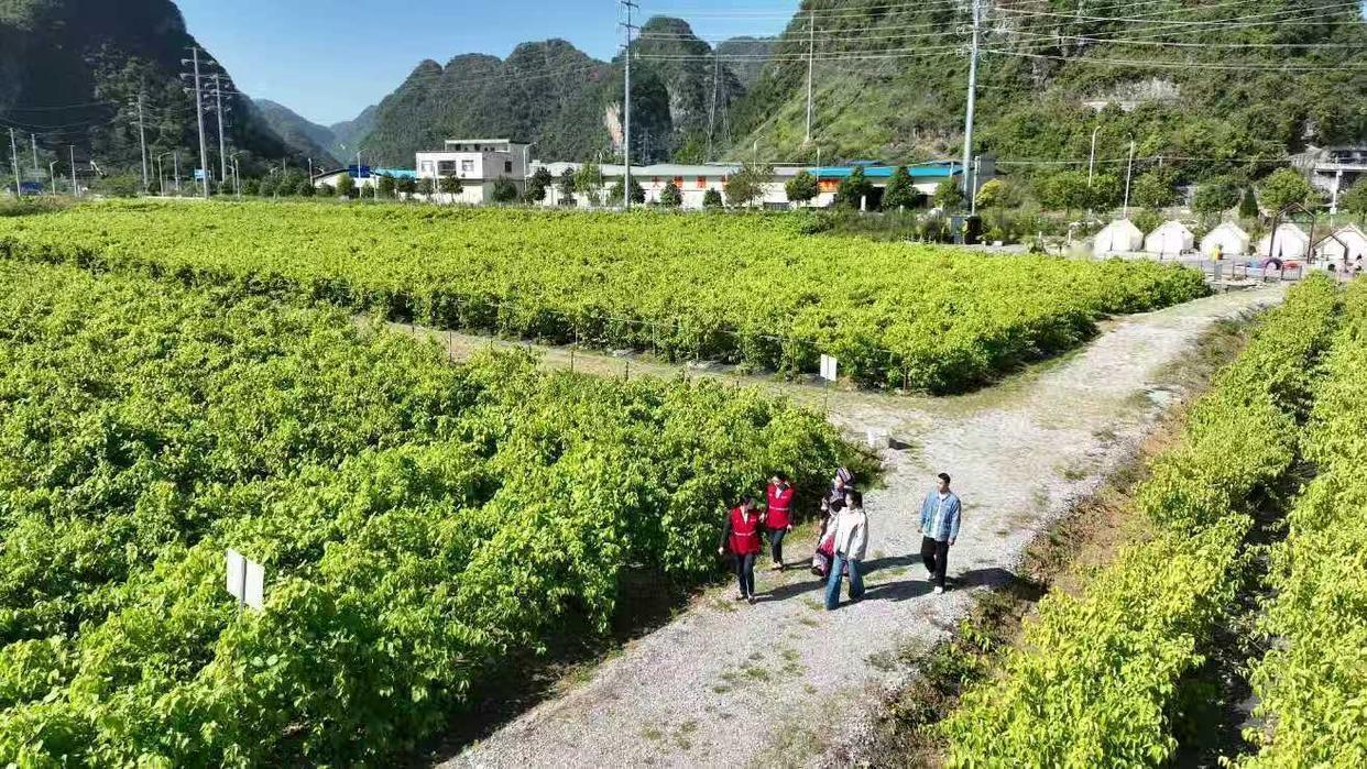 全域攻坚，科技保畅，中国移动崇左分公司筑牢灾后通信生命线
 2026年8月，受今