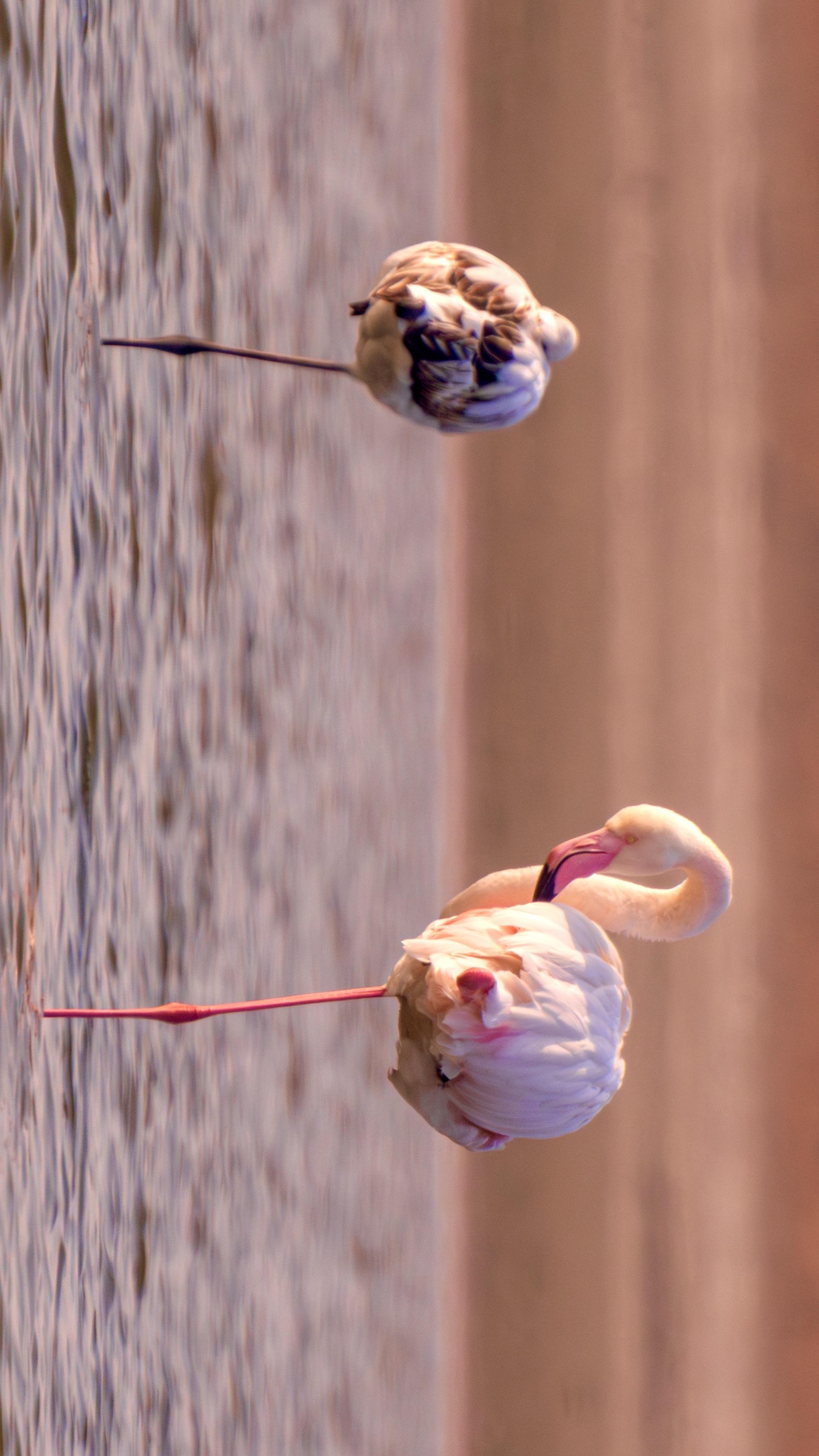 关于火烈鸟的记忆是粉红色的