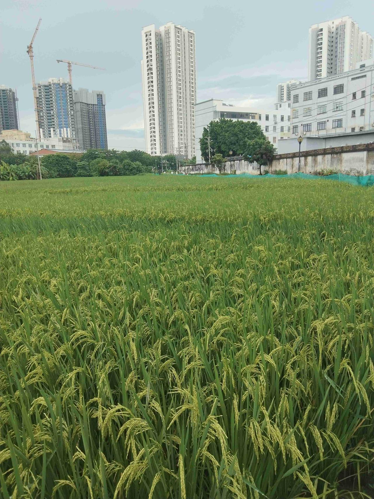 我的今日状态：😁轻松愉快
我这里的天气：☀️晴天
今日广州白云区多云天气，气温