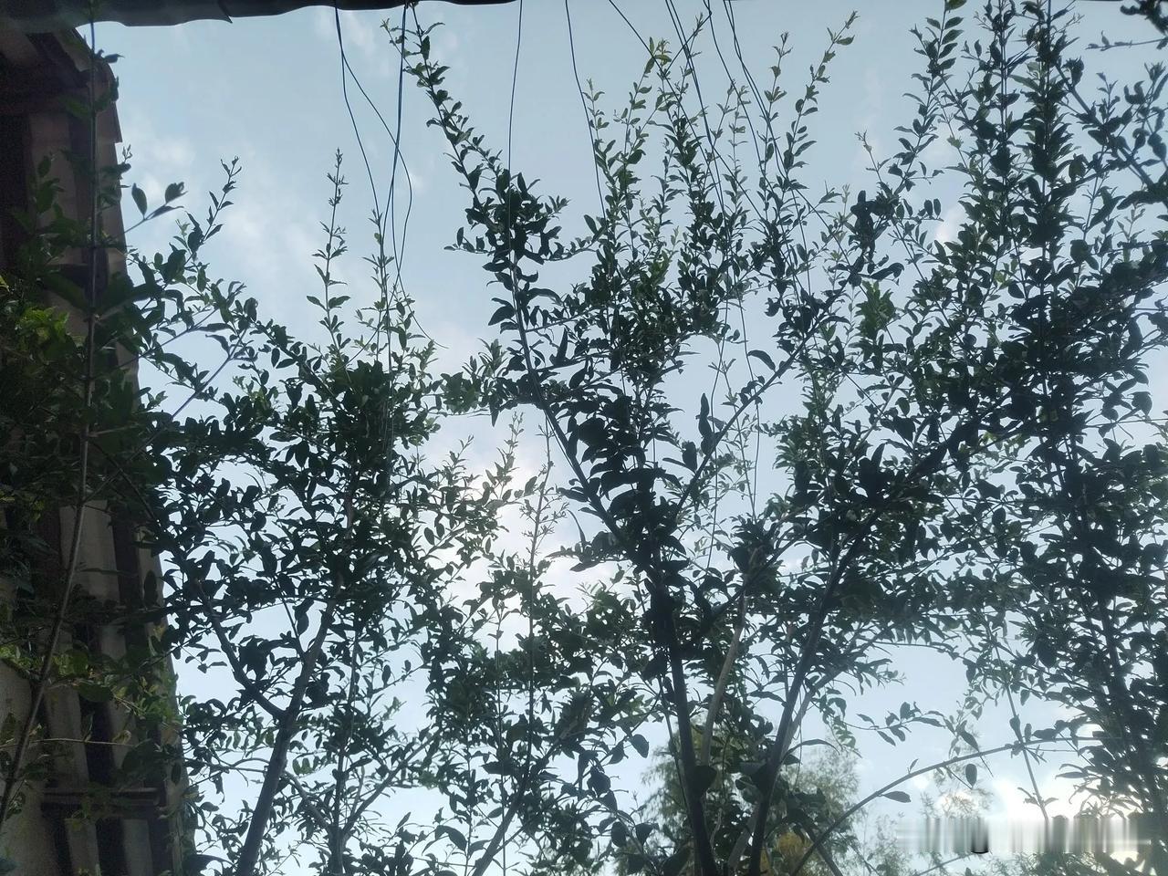 院里的石榴树的枝条老是经东边拜，特别雨天，弯得不成样子了。
老婆说：“那个人生得