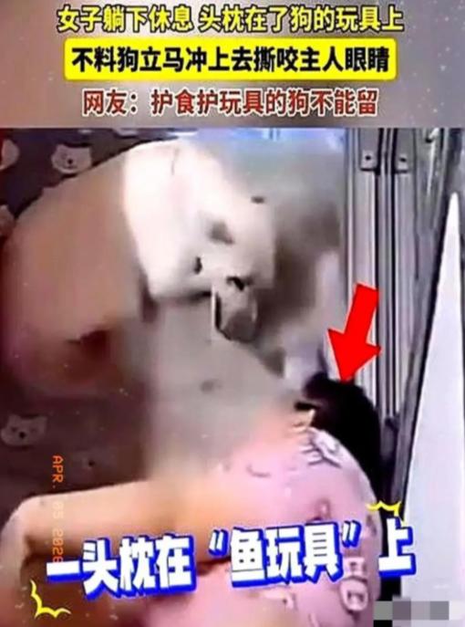 畜生永远是畜生！黑龙江一女子躺下休息，头枕在了狗的玩具上，没想到狗扑到主人的脸上