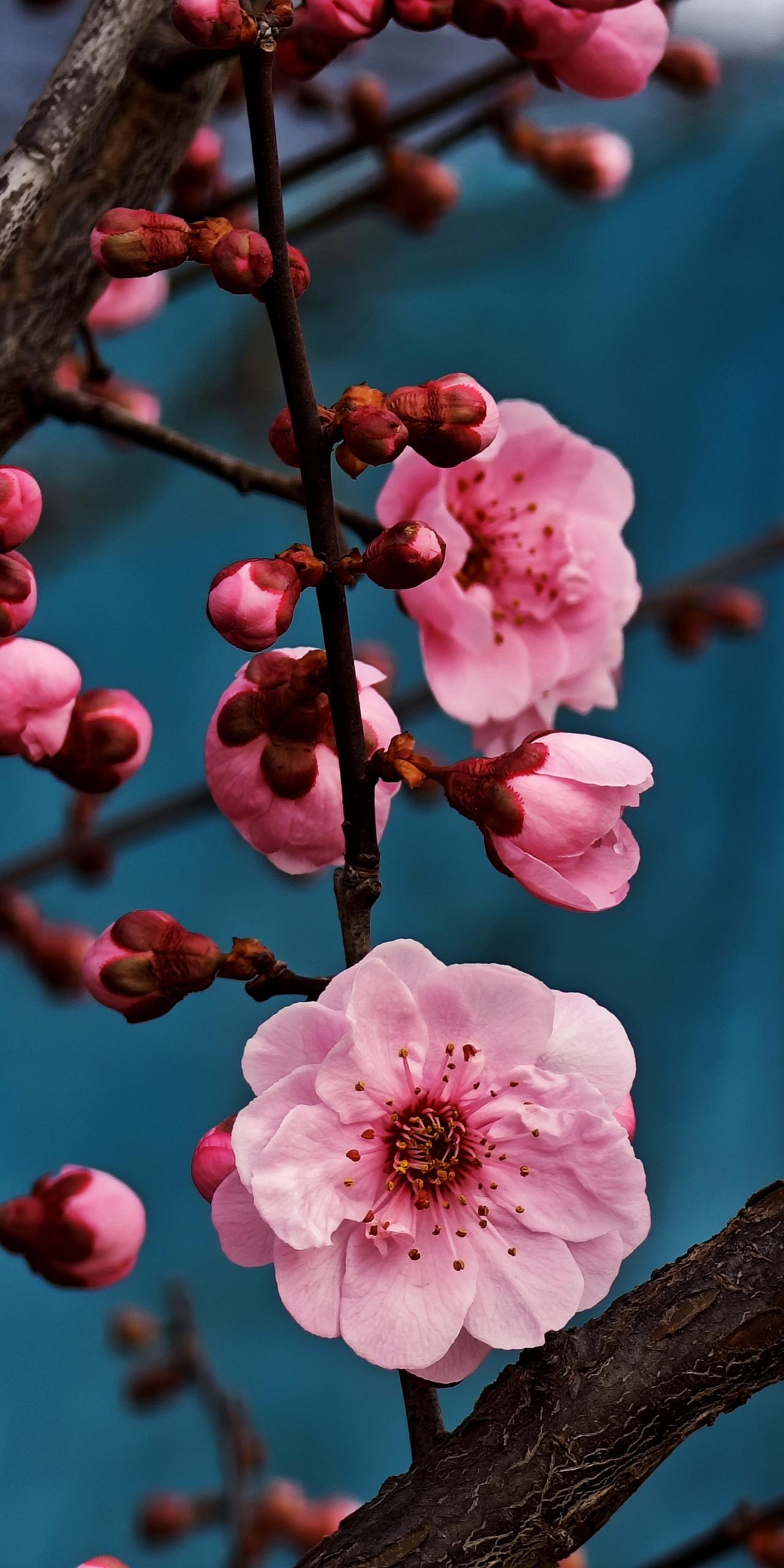 早春赏梅，梅花绽放的刹那，美得令人窒息。
我曾于一个清晨去赏梅，刚踏入梅园，便被