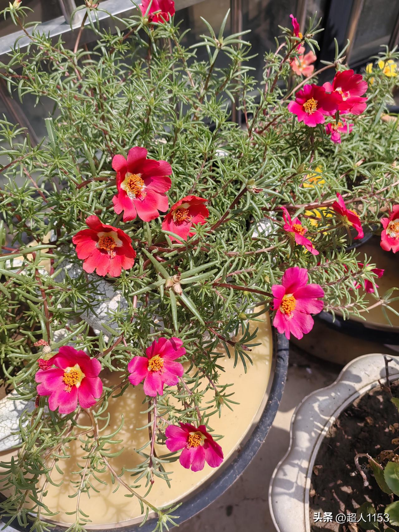 太阳花太美了，
它有顽强的生命。

不管太阳暴晒，
不在乎水浇不到，
照样花开似