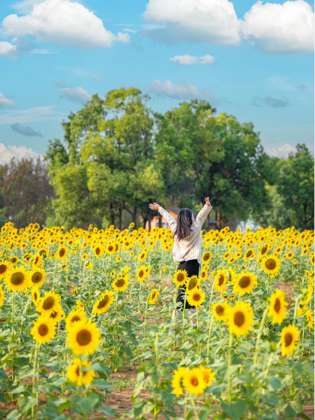 武汉向日葵花田🌻千万别来