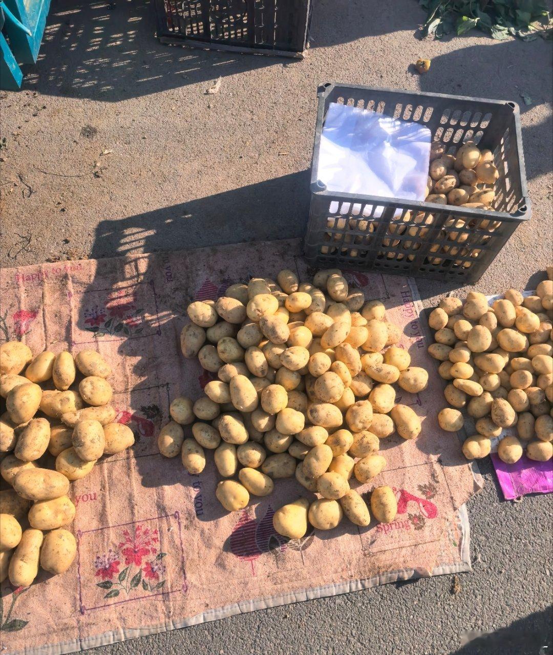 早啊，又去了早市，看看这土豆🥔一元一斤，买了五个花了两块钱，西红柿一块钱一斤，