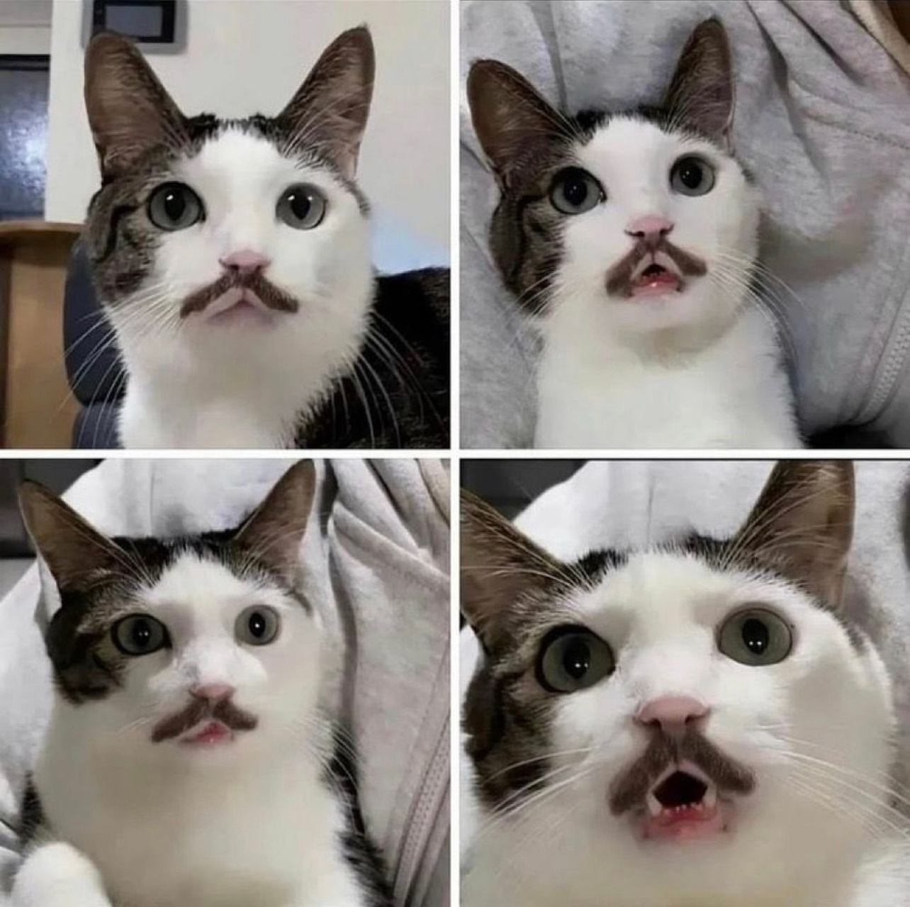 胡子猫#镜头下的笑容# ​​​