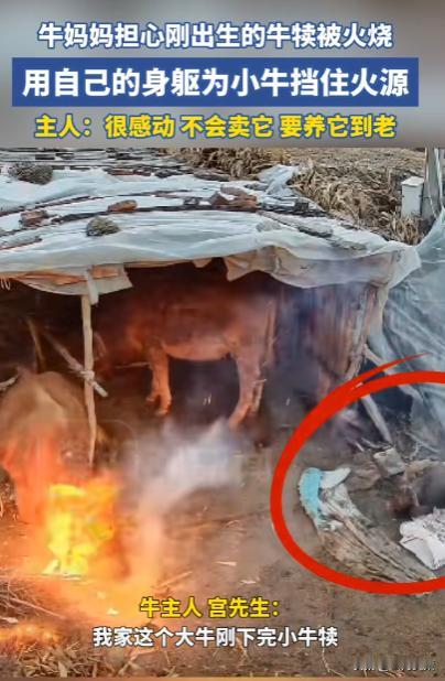 看哭了！牛妈妈刚生完小牛犊，发现旁边一团火，因担心小牛犊被火烧，拖着疲惫的身躯为