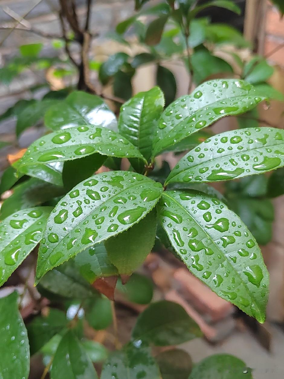 《采桑子·夏日小憩》学填词之七十五，和凝体，词林正韵。
 
槐荫静覆闲窗畔，
暑