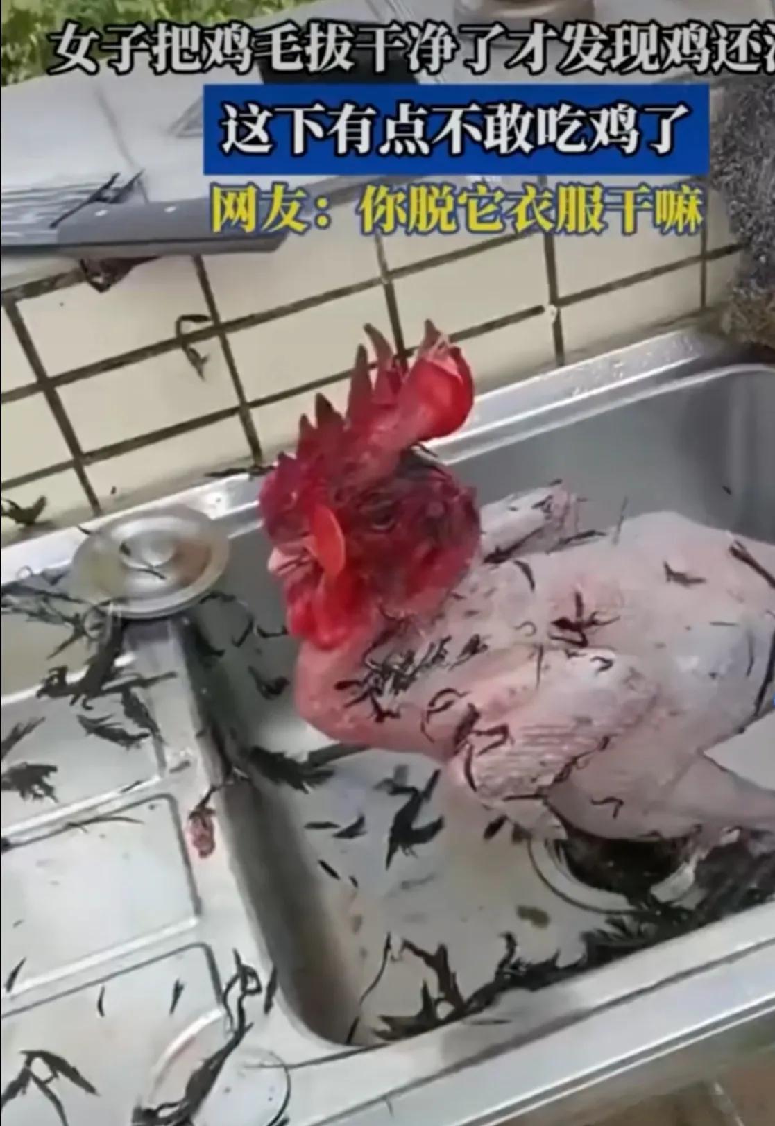 重庆一位女子，本想炖只鸡补补身子，结果把鸡毛拔得干干净净之后，整个人傻了：这鸡，