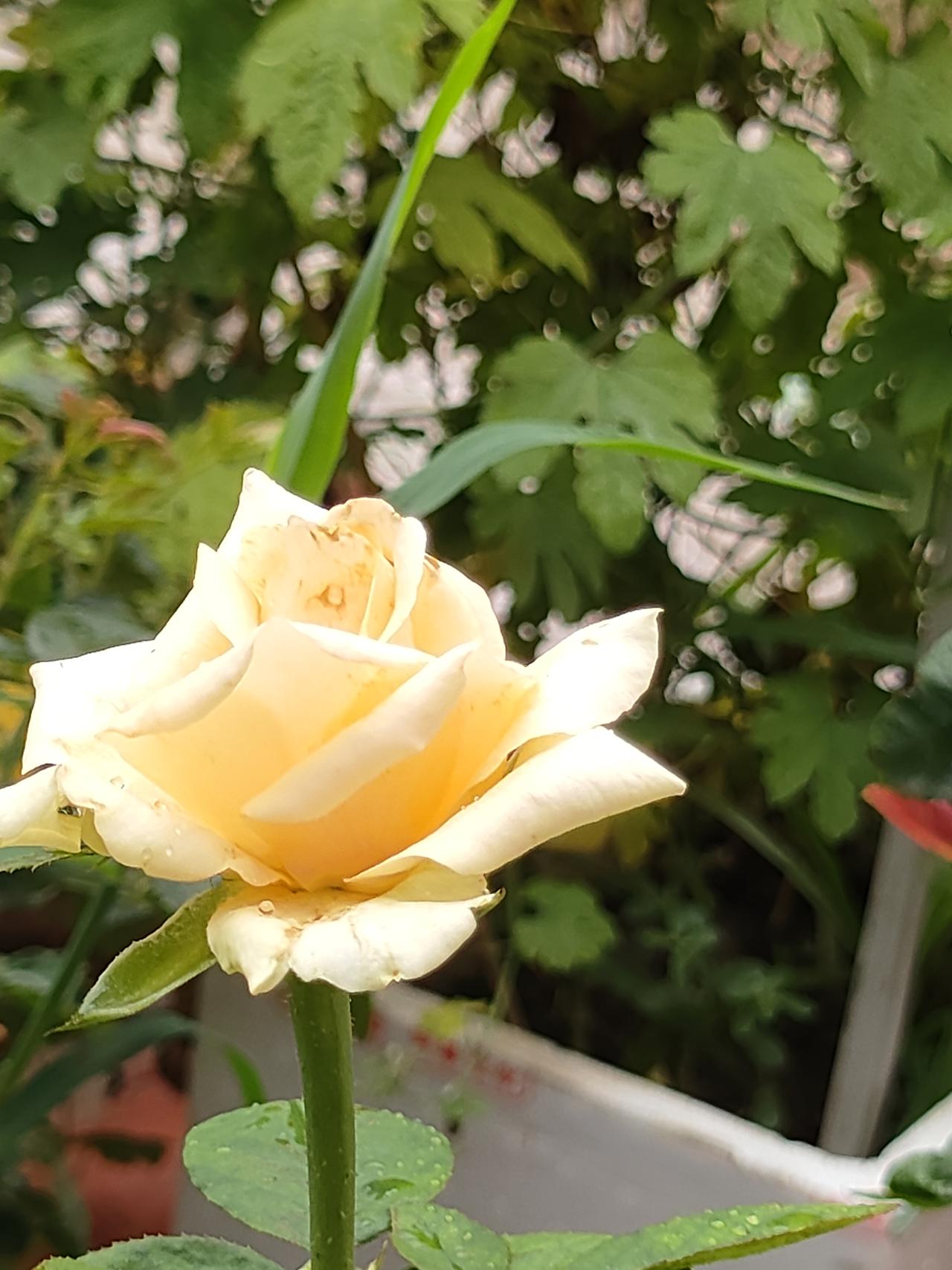 晒花草治愈时刻不求精致规整，花花草草肆意生长，在烟火小院里，感受草木带来的细碎欢