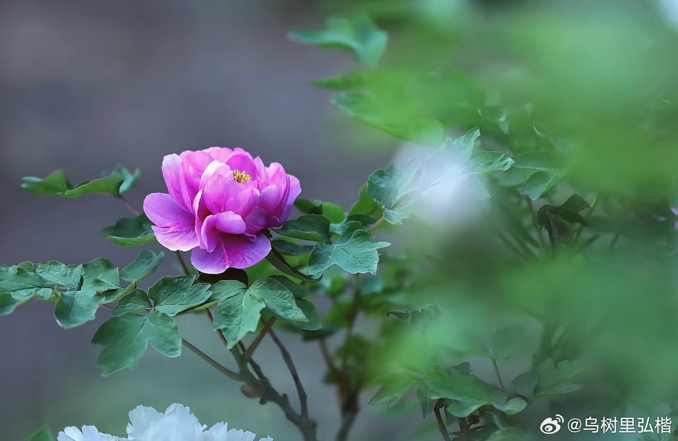 人到半生，渐渐褪去了年少的热烈张扬，慢慢爱上了清茶的温润平和。不再执着于轰轰烈烈