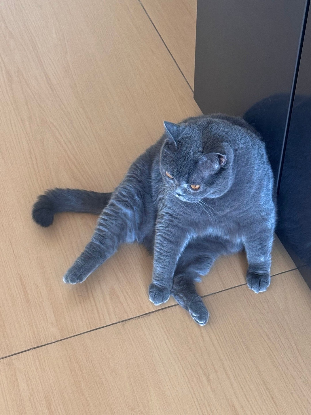 一个憨憨蓝快看呀这是我的小猫 ​​​