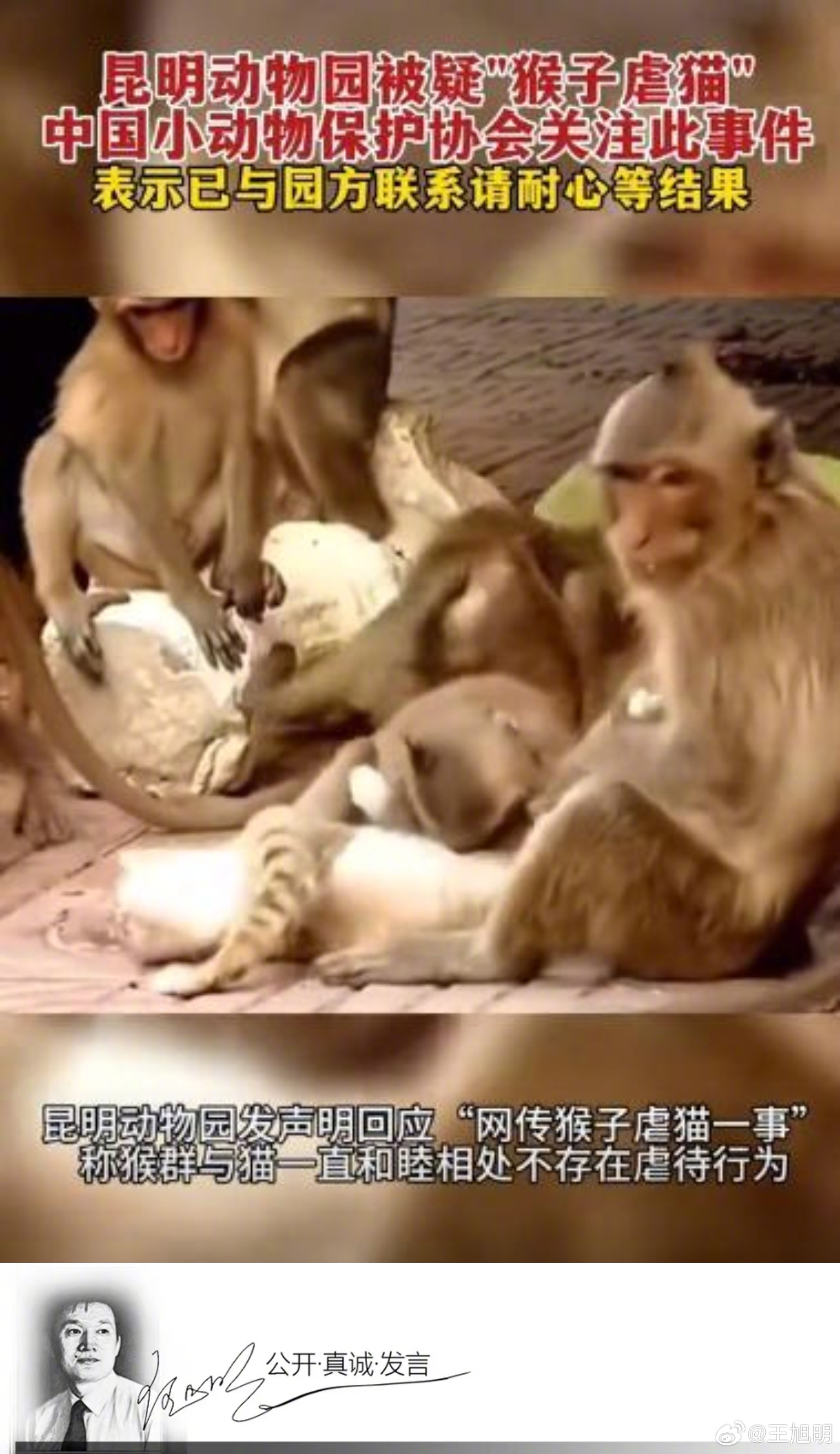 #明说真教育##昆明动物园通报猴群与猫共处# 据报道，近日昆明动物园“猴子虐猫”