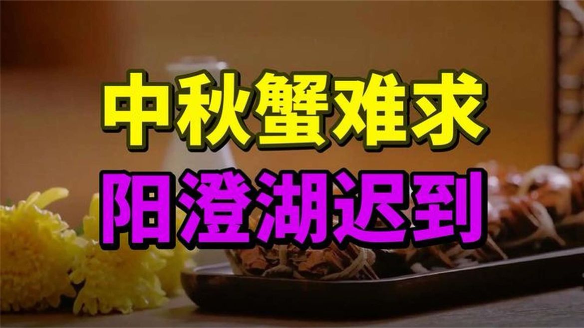 2026中秋大闸蟹，阳澄湖无现货，母蟹先肥价格为何两极？