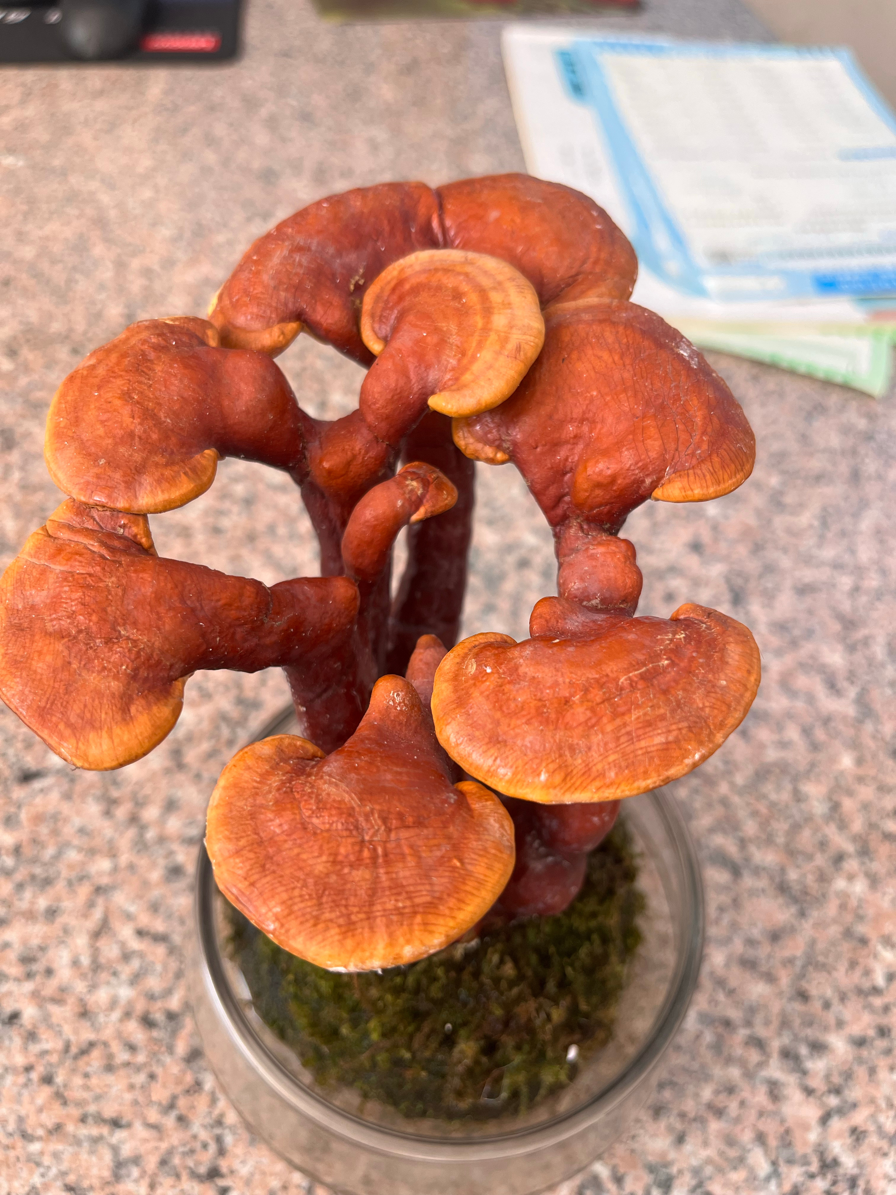 闲暇之余养了一颗灵芝，希望我们的日子可以像灵芝一样。枯木生芝，静候时光。耐得住寂