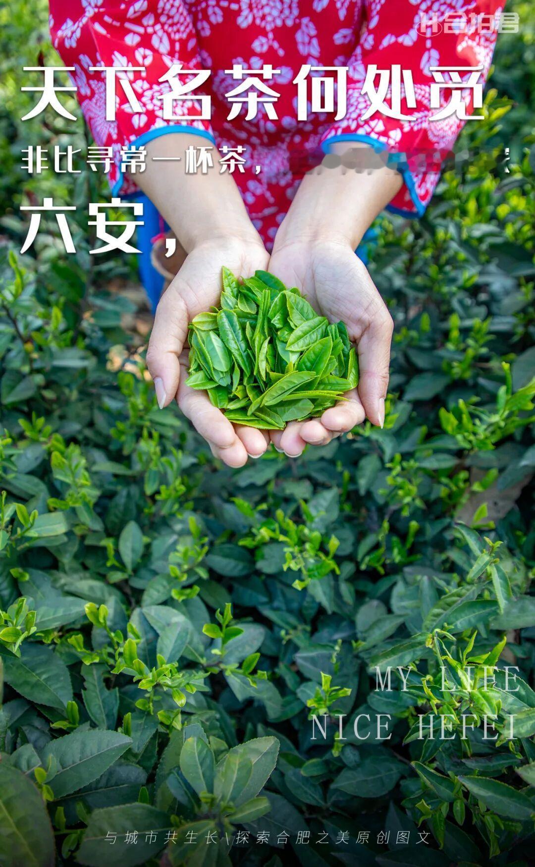 赴一场茶香：天下名茶，六安瓜片！