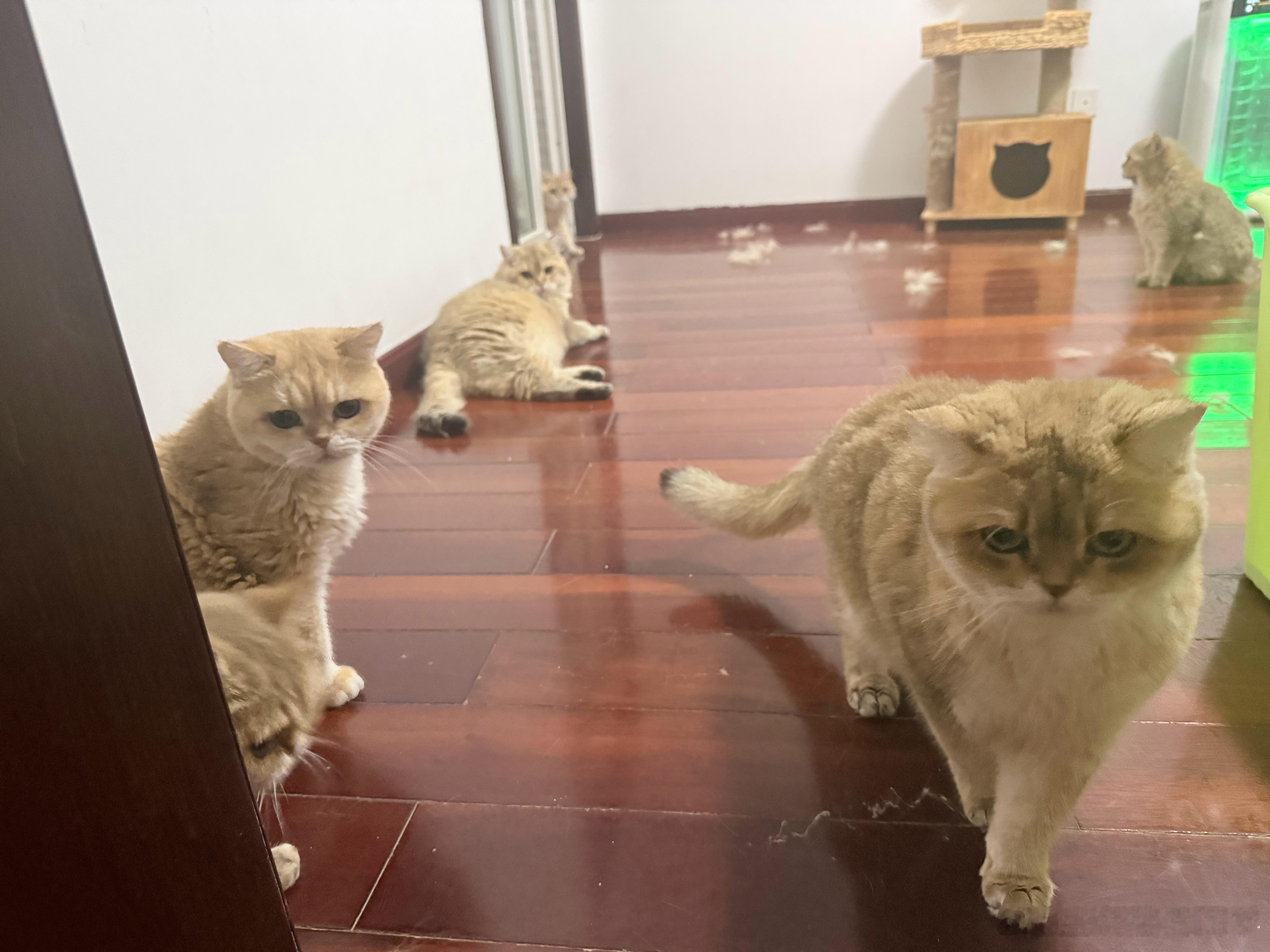 猫毛成灾萌宠猫咪
